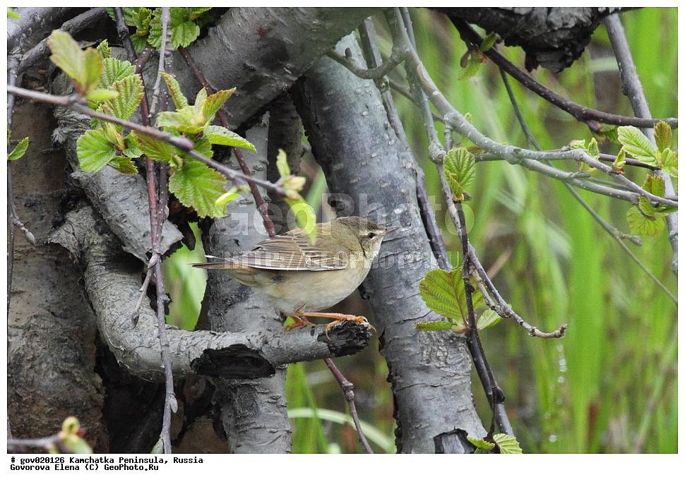 ���������� ��������, ���������� ����, ��������� ���� ��������, ������, ��������, ��������, �����, �����, ��������, �����������, XYZ, ���������, Sylviidae, �������� �������, Locustella ochotensis, Locustella japonica