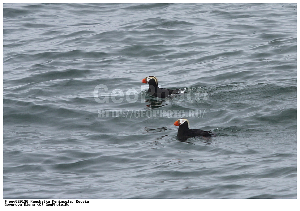 ���������� ��������, ���������� ����, ��������� ���� ��������, ������, ��������, ��������, ��������, �����������, �����, �����, ������� �����, ������� �����, XYZ, ����������, Alcidae, �������, �������, Lunda cirrhata, Fratercula cirrhata, ����� �����