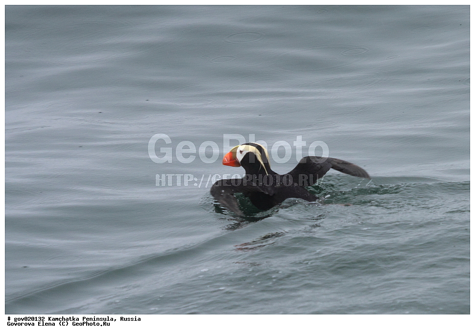 ���������� ��������, ���������� ����, ��������� ���� ��������, ������, ��������, ��������, ��������, �����������, �����, �����, ������� �����, ������� �����, XYZ, ����������, Alcidae, �������, �������, Lunda cirrhata, Fratercula cirrhata, ����� �����