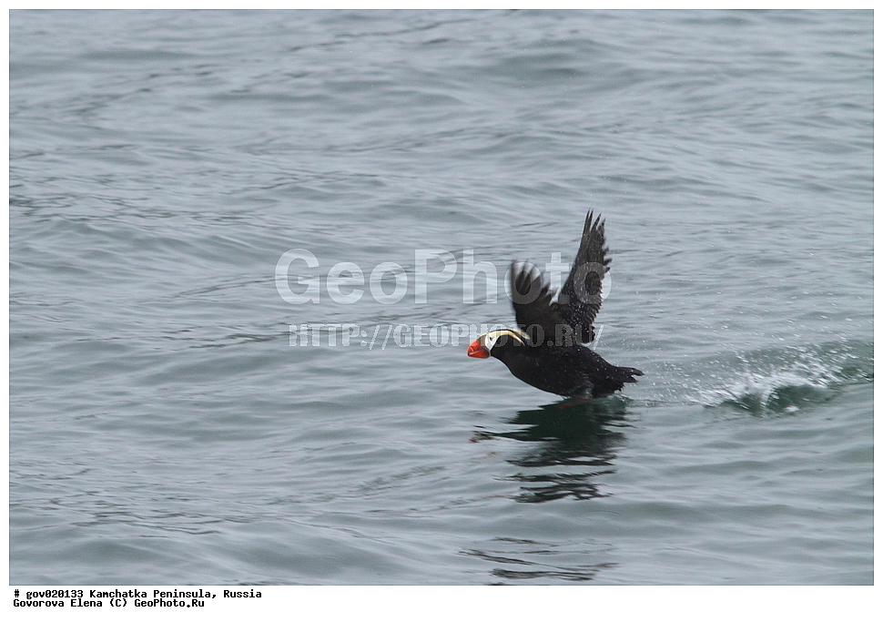 ���������� ��������, ���������� ����, ��������� ���� ��������, ������, ��������, ��������, ��������, �����������, �����, �����, ������� �����, ������� �����, XYZ, ����������, Alcidae, �������, �������, Lunda cirrhata, Fratercula cirrhata, ����� �����