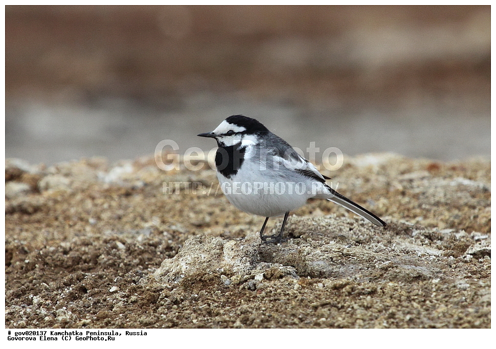 ���������� ��������, ���������� ����, ��������� ���� ��������, ������, ��������, ��������, �����, �����, ��������, �����������, XYZ, �������������, Motacillidae, ����� ����������, Motacilla alba