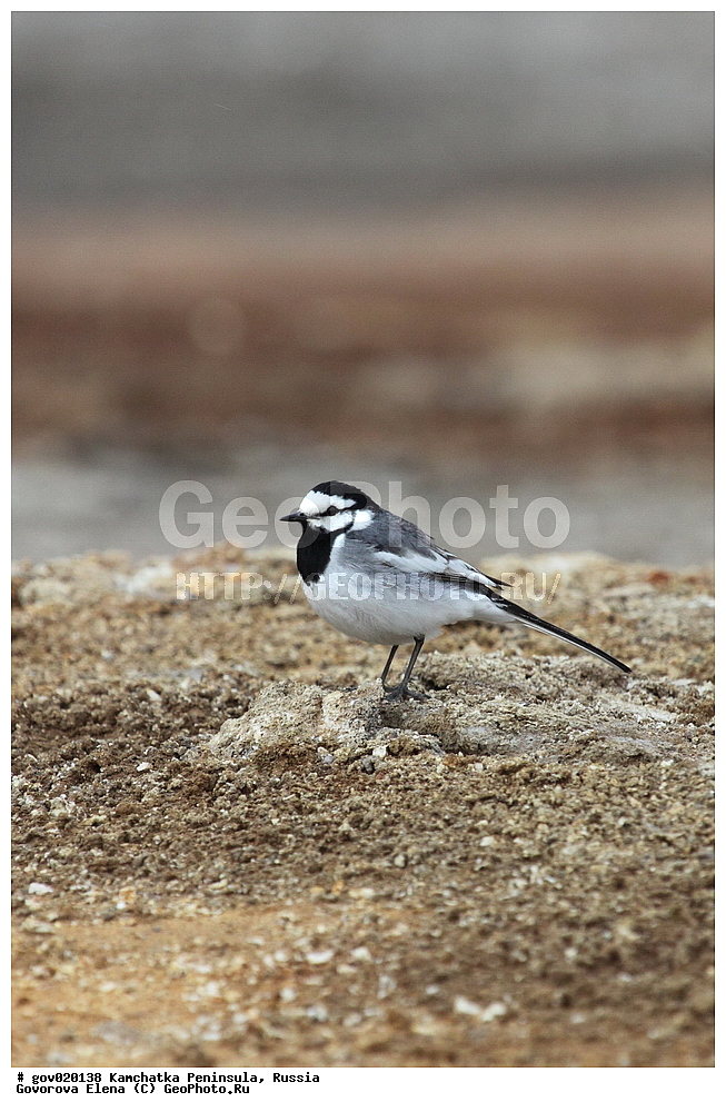 ���������� ��������, ���������� ����, ��������� ���� ��������, ������, ��������, ��������, �����, �����, ��������, �����������, XYZ, �������������, Motacillidae, ����� ����������, Motacilla alba