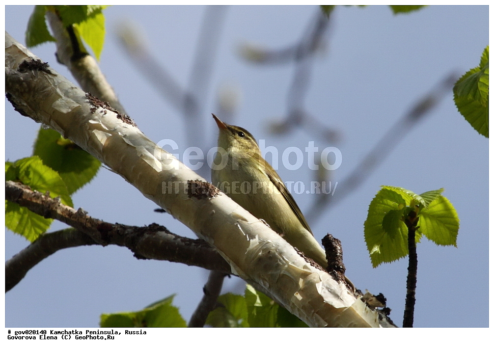 ���������� ��������, ���������� ����, ��������� ���� ��������, ������, ��������, ��������, �����, �����, ��������, �����������, XYZ, ���������, Sylviidae, �������-�������, Phylloscopus borealis, ����������, Phylloscopidae, ����������, Phylloscopidae, ����������, Phylloscopidae, ����������, Phylloscopidae, ����������, Phylloscopidae, ����������, Phylloscopidae, ����������, Phylloscopidae