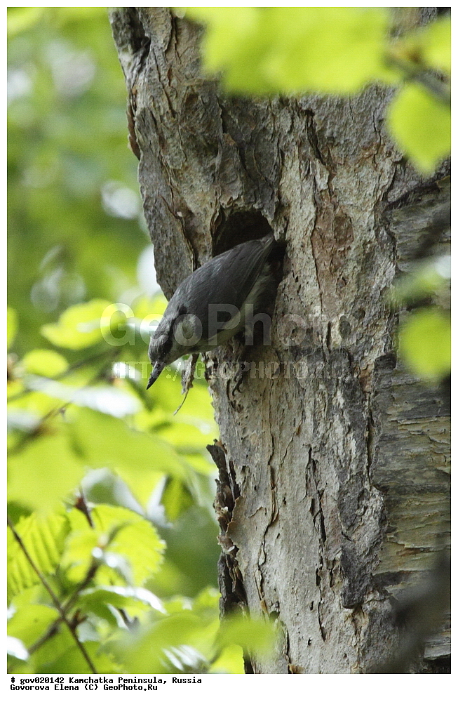 ���������� ��������, ���������� ����, ��������� ���� ��������, ������, ��������, ��������, �����, �����, ��������, �����������, XYZ, �����������, Sittidae, ������������ ���������, �����, Sitta europaea