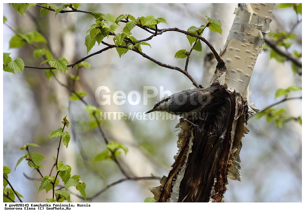 ���������� ��������, ���������� ����, ��������� ���� ��������, ������, ��������, ��������, �����, �����, ��������, �����������, XYZ, �����������, Sittidae, ������������ ���������, �����, Sitta europaea