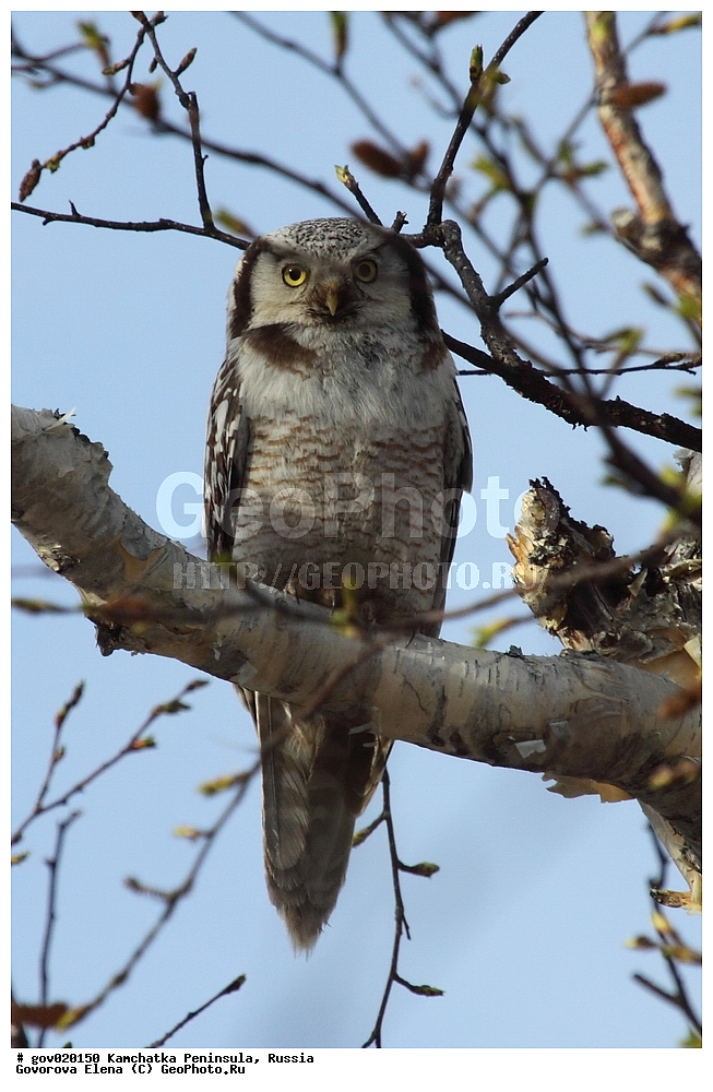 ���������� ��������, ���������� ����, ��������� ���� ��������, ������, ��������, ��������, �����, �����, ��������, �����������, ������ �����, ������ �����, XYZ, �������, ��������� ����, Strigidae, ���������� ����, Surnia ulula