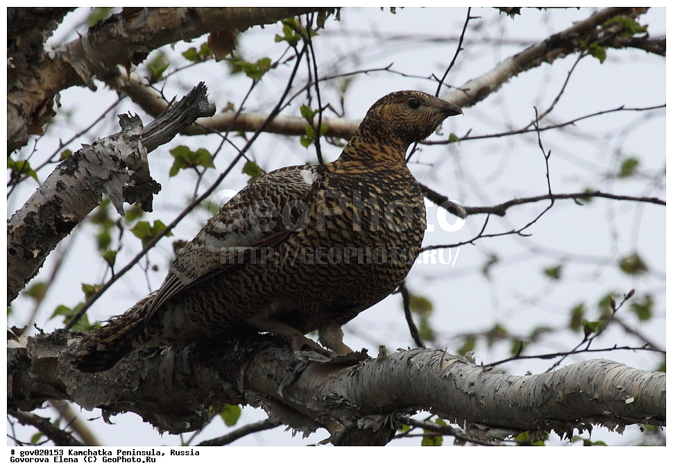 ���������� ��������, ���������� ����, ��������� ���� ��������, ������, ��������, ��������, �����, �����, ��������, �����������, XYZ, �����������, Tetraonidae, �������� �������, ����������� �������, Tetrao parvirostris