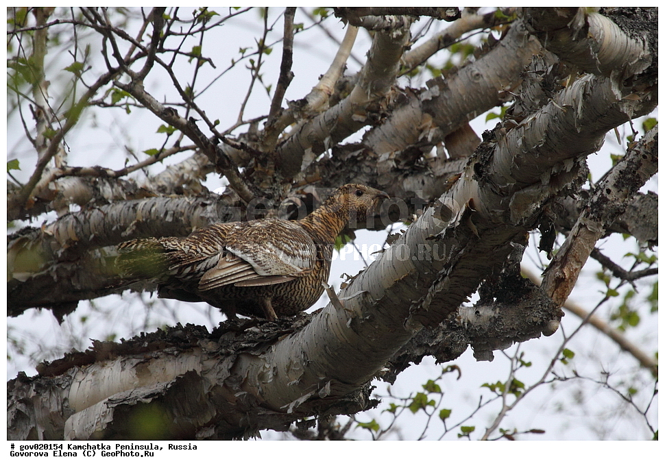 ���������� ��������, ���������� ����, ��������� ���� ��������, ������, ��������, ��������, �����, �����, ��������, �����������, XYZ, �����������, Tetraonidae, �������� �������, ����������� �������, Tetrao parvirostris