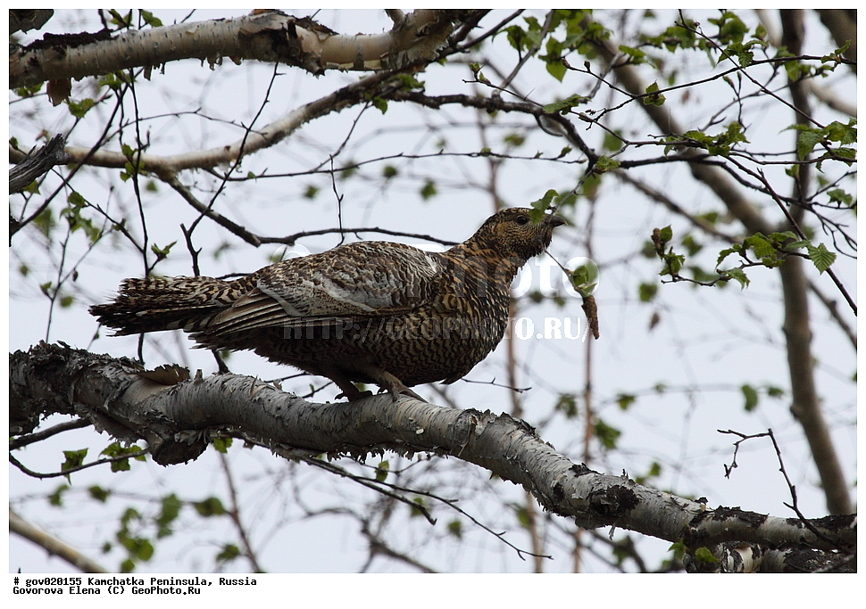 ���������� ��������, ���������� ����, ��������� ���� ��������, ������, ��������, ��������, �����, �����, ��������, �����������, XYZ, �����������, Tetraonidae, �������� �������, ����������� �������, Tetrao parvirostris