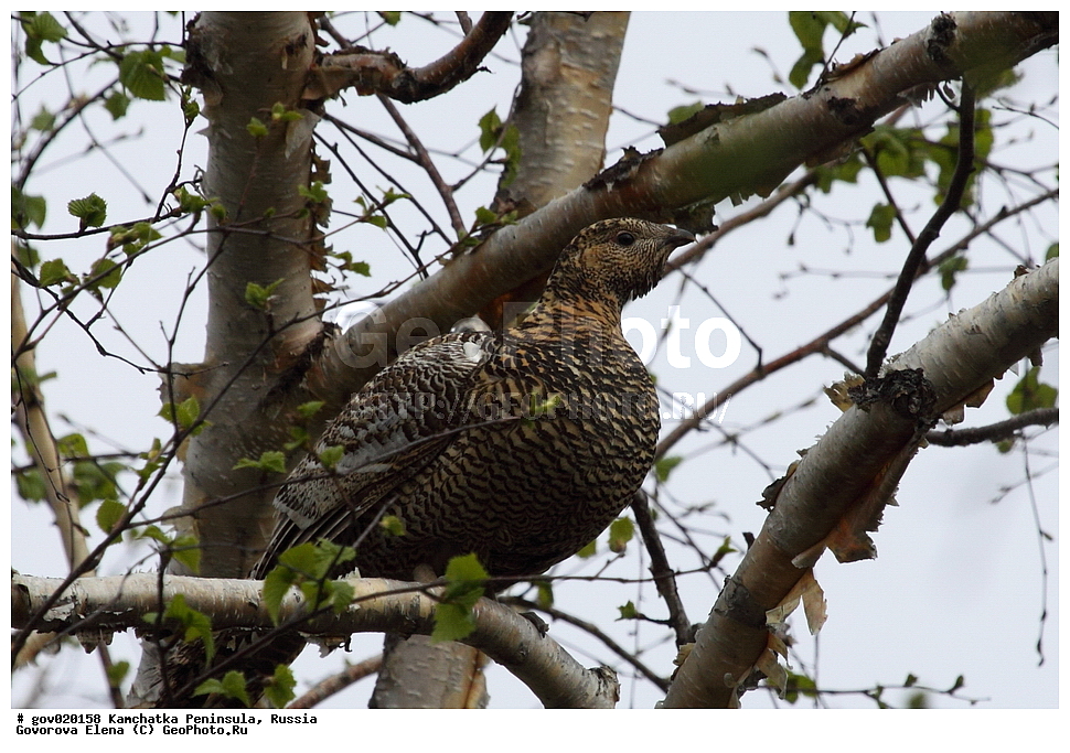 ���������� ��������, ���������� ����, ��������� ���� ��������, ������, ��������, ��������, �����, �����, ��������, �����������, XYZ, �����������, Tetraonidae, �������� �������, ����������� �������, Tetrao parvirostris