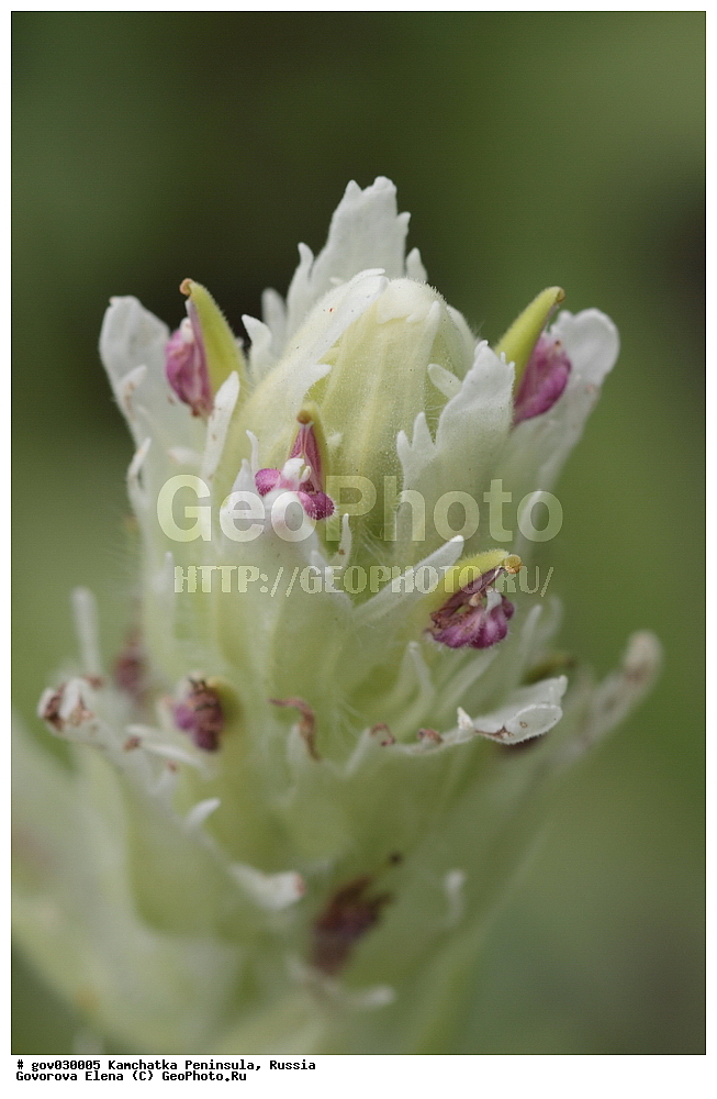 ���������� ��������, ���������� ����, ��������� ����������, ������, ������ ��������, �����, ���������� ��������, ������������ ��������, ������������ ��������, ������, �����, XYZ, ������������, Scrophulariaceae, �����������, Orobanchaceae, ��������� �������, Castilleja pallida, Bartsia pallida