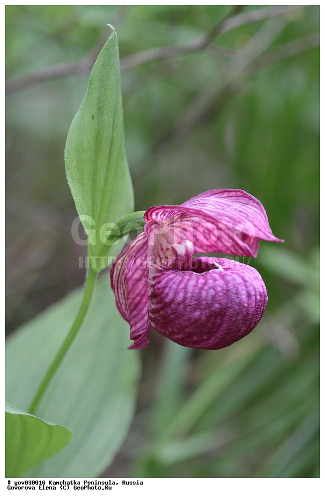 ���������� ��������, ���������� ����, ��������� ����������, ������, ������ ��������, �����, ���������� ��������, ������������ ��������, ������������ ��������, ������, �����, XYZ, ��������, ������������, �������, Orchidaceae, ������� �������� ���������������, �������� ���������������, �������� �������������, �������� ��������, ��������� ��������, ������� ����������, Cypripedium macranthon, Cypripedium macranthos, Cypripedium macranthum