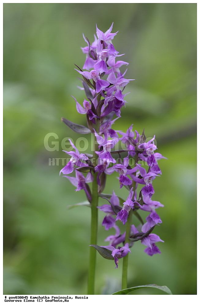 ���������� ��������, ���������� ����, ��������� ����������, ������, ������ ��������, �����, ���������� ��������, ������������ ��������, ������������ ��������, ������, �����, XYZ, ��������, ������������, �������, Orchidaceae, ���������������� ��������, Dactylorhiza aristata