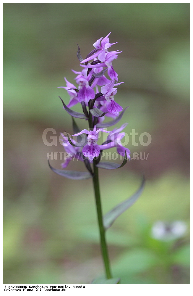 ���������� ��������, ���������� ����, ��������� ����������, ������, ������ ��������, �����, ���������� ��������, ������������ ��������, ������������ ��������, ������, �����, XYZ, ��������, ������������, �������, Orchidaceae, ���������������� ��������, Dactylorhiza aristata