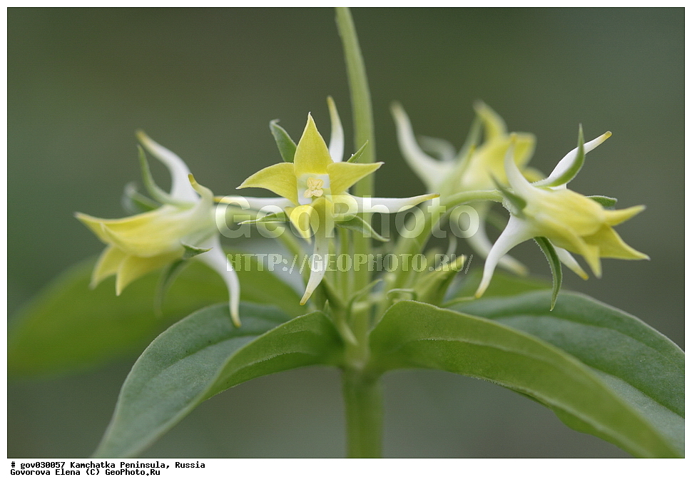 ���������� ��������, ���������� ����, ��������� ����������, ������, ������ ��������, �����, ���������� ��������, ������������ ��������, ������������ ��������, ������, �����, XYZ, ������������, Gentianaceae, ������� �������, ������� ��������, Halenia corniculata, Halenia corniculata, Halenia deltoidea, Halenia fischeri, Halenia japonica, Halenia sibirica, Swertia corniculata