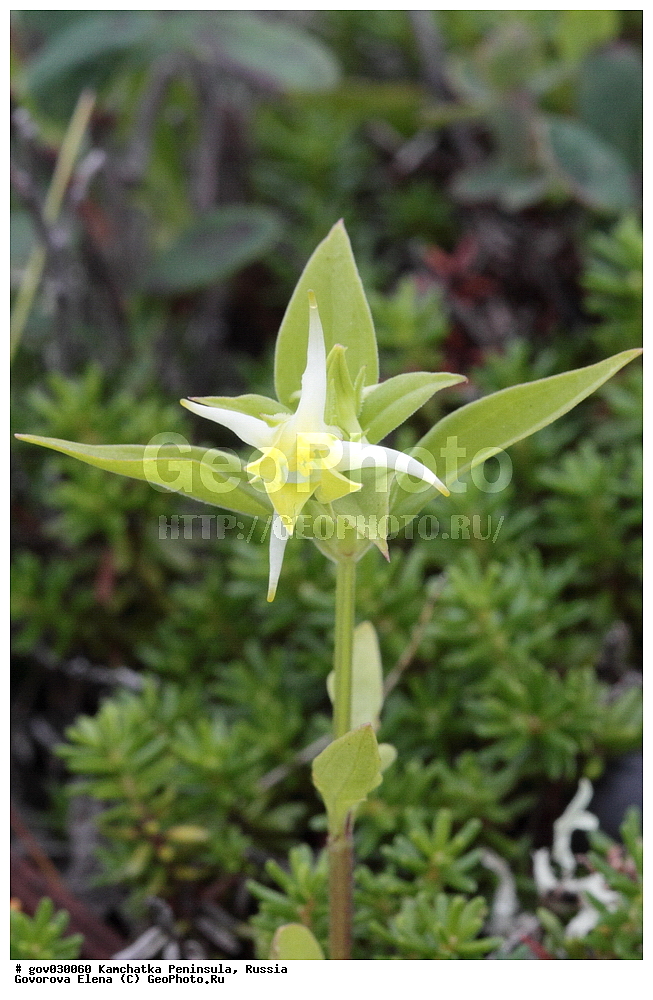 ���������� ��������, ���������� ����, ��������� ����������, ������, ������ ��������, �����, ���������� ��������, ������������ ��������, ������������ ��������, ������, �����, XYZ, ������������, Gentianaceae, ������� �������, ������� ��������, Halenia corniculata, Halenia corniculata, Halenia deltoidea, Halenia fischeri, Halenia japonica, Halenia sibirica, Swertia corniculata