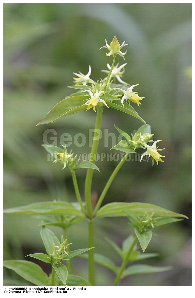 ���������� ��������, ���������� ����, ��������� ����������, ������, ������ ��������, �����, ���������� ��������, ������������ ��������, ������������ ��������, ������, �����, XYZ, ������������, Gentianaceae, ������� �������, ������� ��������, Halenia corniculata, Halenia corniculata, Halenia deltoidea, Halenia fischeri, Halenia japonica, Halenia sibirica, Swertia corniculata