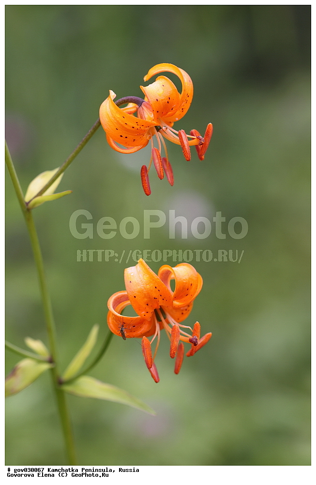 ���������� ��������, ���������� ����, ��������� ����������, ������, ������ ��������, �����, ���������� ��������, ������������ ��������, ������������ ��������, ������, �����, XYZ, ��������, Liliaceae, ����� ������, ����� �������������, ����� �������, �������, ������-�������, �����, Lilium debile, Lilium avenaceum, Lilium medeoloides