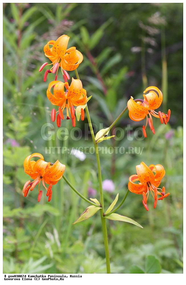 ���������� ��������, ���������� ����, ��������� ����������, ������, ������ ��������, �����, ���������� ��������, ������������ ��������, ������������ ��������, ������, �����, XYZ, ��������, Liliaceae, ����� ������, ����� �������������, ����� �������, �������, ������-�������, �����, Lilium debile, Lilium avenaceum, Lilium medeoloides