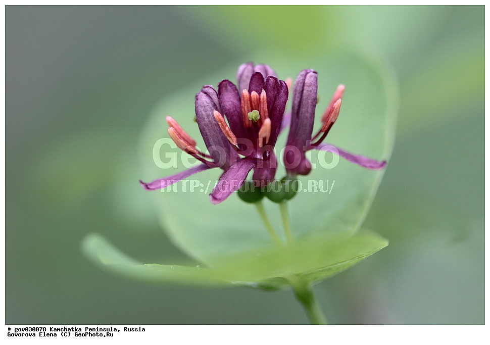 ���������� ��������, ���������� ����, ��������� ����������, ������, ������ ��������, �����, ���������� ��������, ������������ ��������, ������������ ��������, ������, �����, XYZ, �����������, ������������, Caprifoliaceae, ��������� �������, ������ �����, �����, Lonicera chamissoi, Lonicera chamissoi var. grandifolia, Lonicera riederiana