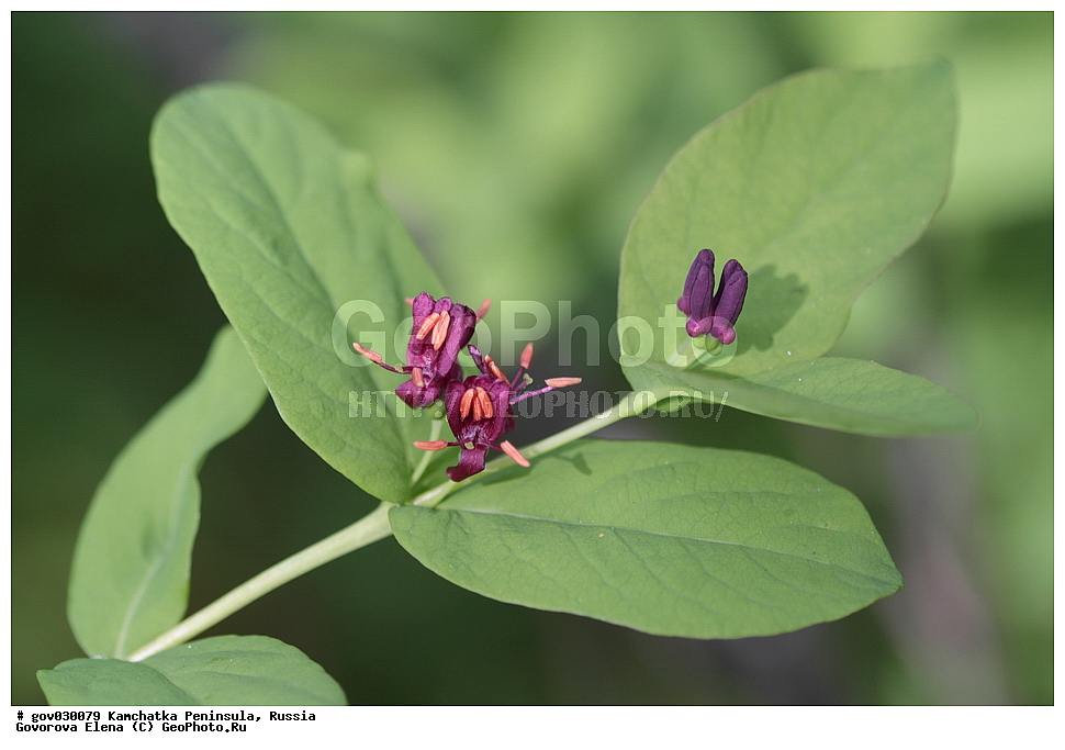 ���������� ��������, ���������� ����, ��������� ����������, ������, ������ ��������, �����, ���������� ��������, ������������ ��������, ������������ ��������, ������, �����, XYZ, �����������, ������������, Caprifoliaceae, ��������� �������, ������ �����, �����, Lonicera chamissoi, Lonicera chamissoi var. grandifolia, Lonicera riederiana