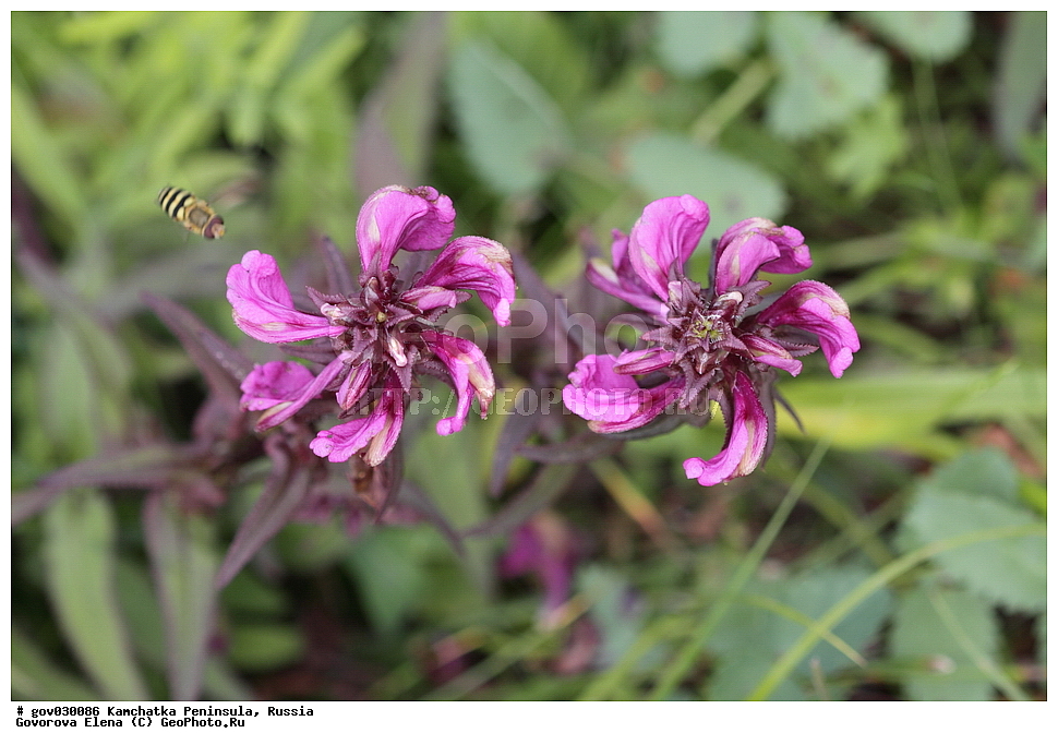 ���������� ��������, ���������� ����, ��������� ����������, ������, ������ ��������, �����, ���������� ��������, ������������ ��������, ������������ ��������, ������, �����, XYZ, ������������, Scrophulariaceae, �����������, Orobanchaceae, ������ �����������, Pedicularis resupinata