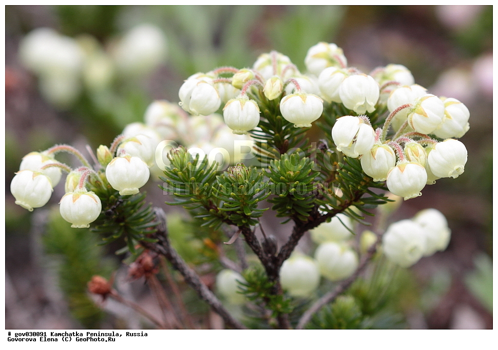 ���������� ��������, ���������� ����, ��������� ����������, ������, ������ ��������, �����, ���������� ��������, ������������ ��������, ������������ ��������, ������, �����, XYZ, ����������, Ericaceae, ��������� ���������, Phyllodoce aleutica, Menziesia aleutica