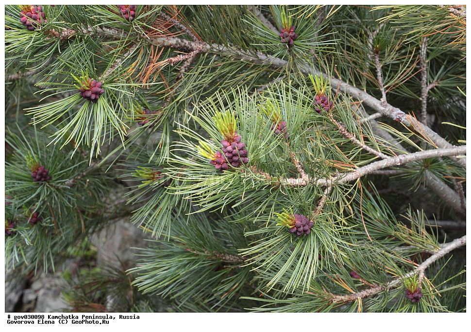 ���������� ��������, ���������� ����, ��������� ����������, ������, ������ ��������, �����, ���������� ��������, ������������ ��������, ������������ ��������, XYZ, ��������, Pinaceae, ����� ������, ���������� ����, �������� ����� �����������, ���������, �������� �������, ����� ����������, ����� �����������, ����� �����������, Pinus pumila