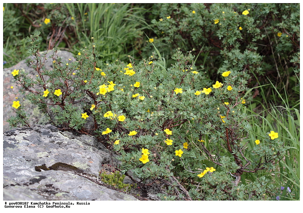 ���������� ��������, ���������� ����, ��������� ����������, ������, ������ ��������, �����, ���������� ��������, ������������ ��������, ������������ ��������, ������, �����, XYZ, ��������, ������������, �������, Orchidaceae, ����� ������������, ����� ������������ ������������, �������� ������, �������� ������������, Platanthera tipuloides, Habenaria keiskei, Orchis tipuloides, Perularia whangshanensis, Platanthera tipuloides var. behringiana, Tulotis whangshanensis