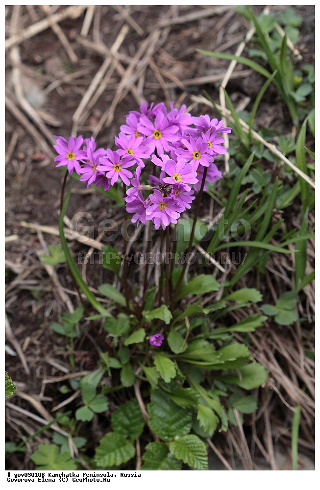 ���������� ��������, ���������� ����, ��������� ����������, ������, ������ ��������, �����, ���������� ��������, ������������ ��������, ������������ ��������, ������, �����, XYZ, ������������, ����������, Primulaceae, ��������� ������������, ��������� �����������������, ������� ������������ Primula cuneifolia, Primula cuneifolia ssp. hakusanensis, Primula hakusanensis, Primula heterodonta, Primula saxifragifolia