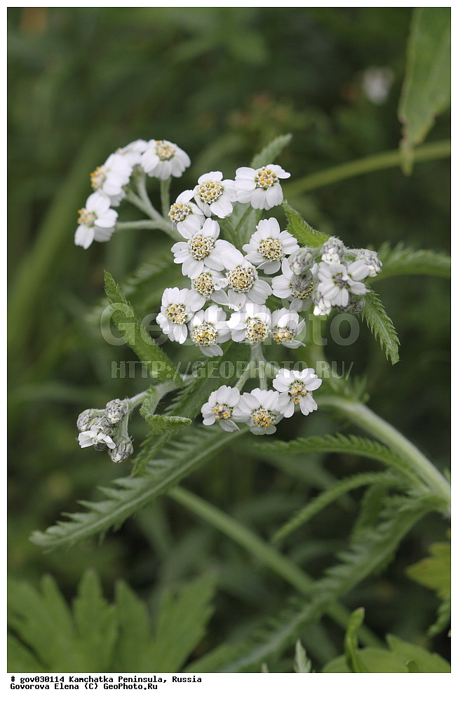 ���������� ��������, ���������� ����, ��������� ����������, ������, ������ ��������, �����, ���������� ��������, ������������ ��������, ������������ ��������, ������, �����, XYZ, ��������, �������������, Asteraceae, Compositae, �������� ����������, �������� ����������, ������������� ����������, Ptarmica camtschatica, Achillea alpina ssp. camtschatica, Achillea camtschatica