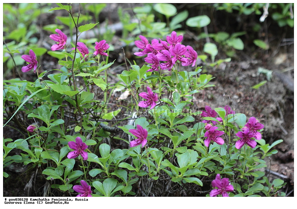 ���������� ��������, ���������� ����, ��������� ����������, ������, ������ ��������, �����, ���������� ��������, ������������ ��������, ������������ ��������, ������, �����, XYZ, ����������, Ericaceae, ����������� ����������, Rhododendron camtschaticum, ���������, ����������, ������������ ��������, ������������ ��������, ������������, ������������ �����������, �����������, ������������, ���������, �����, ����������