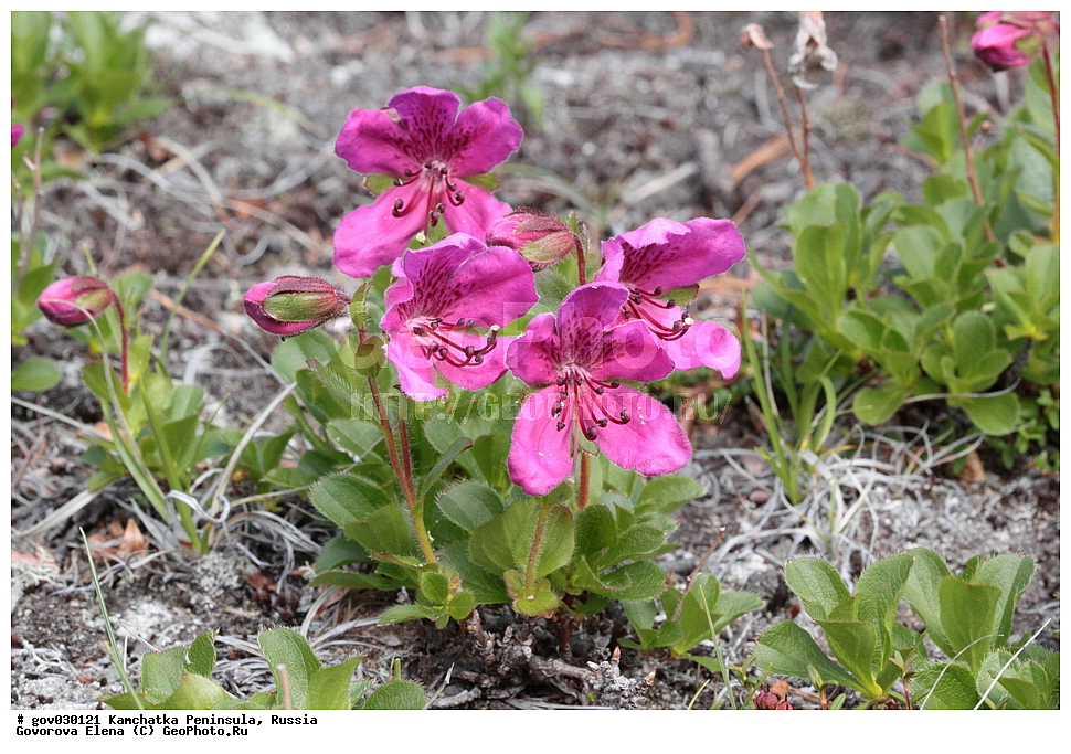 ���������� ��������, ���������� ����, ��������� ����������, ������, ������ ��������, �����, ���������� ��������, ������������ ��������, ������������ ��������, ������, �����, XYZ, ����������, Ericaceae, ����������� ����������, Rhododendron camtschaticum, ���������, ����������, ������������ ��������, ������������ ��������, ������������, ������������ �����������, �����������, ������������, ���������, �����, ����������