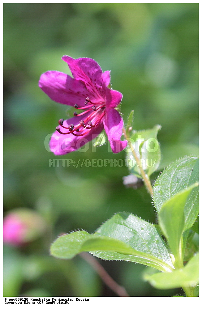 ���������� ��������, ���������� ����, ��������� ����������, ������, ������ ��������, �����, ���������� ��������, ������������ ��������, ������������ ��������, ������, �����, XYZ, ����������, Ericaceae, ����������� ����������, Rhododendron camtschaticum, ���������, ����������, ������������ ��������, ������������ ��������, ������������, ������������ �����������, �����������, ������������, ���������, �����, ����������