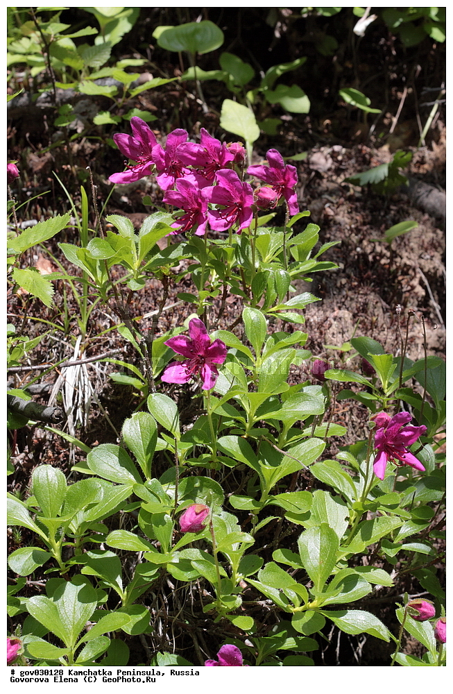 ���������� ��������, ���������� ����, ��������� ����������, ������, ������ ��������, �����, ���������� ��������, ������������ ��������, ������������ ��������, ������, �����, XYZ, ����������, Ericaceae, ����������� ����������, Rhododendron camtschaticum, ���������, ����������, ������������ ��������, ������������ ��������, ������������, ������������ �����������, �����������, ������������, ���������, �����, ����������