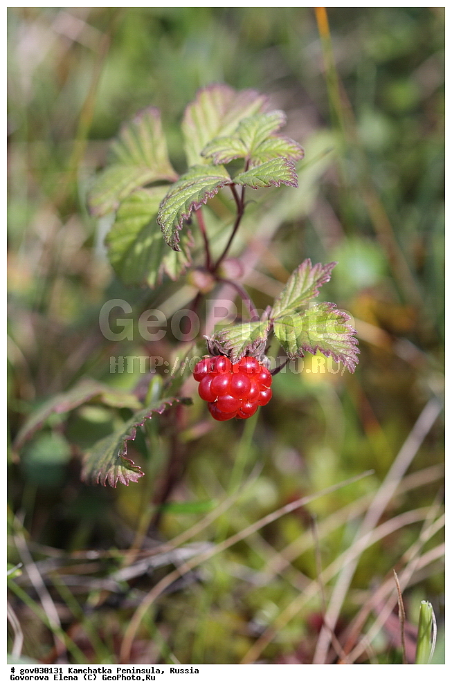  ���������� ��������, ���������� ����, ��������� ����������, ������, ������ ��������, �����, ���������� ��������, ������������ ��������, ������������ ��������, ����, �����, �����, �����, XYZ, ������������, �������, �����������, Rosaceae, ���������, ��������� ������������, ��������� �����������, ������ �����������, Rubus arcticus