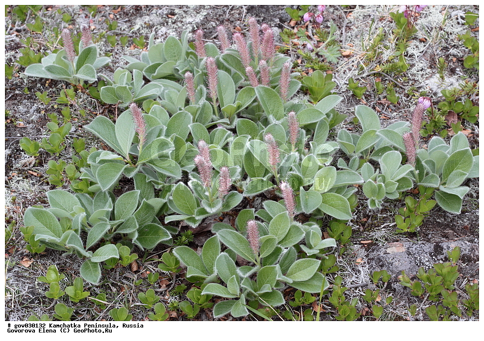 ���������� ��������, ���������� ����, ��������� ����������, ������, ������ ��������, �����, ���������� ��������, ������������ ��������, ������������ ��������, ������, �����, XYZ, ������, Salicaceae, ��� �����������, ��� ����������, ��� ������, Salix arctica, Salix anglorum, Salix brownei, Salix brownii, Salix ehlei