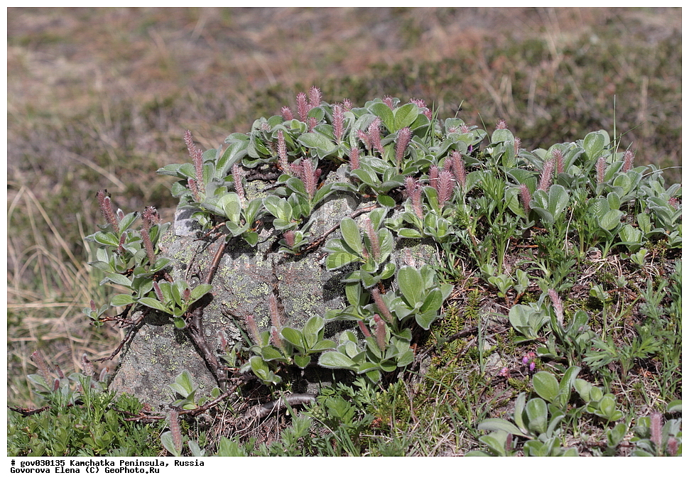 ���������� ��������, ���������� ����, ��������� ����������, ������, ������ ��������, �����, ���������� ��������, ������������ ��������, ������������ ��������, ������, �����, XYZ, ������, Salicaceae, ��� �����������, ��� ����������, ��� ������, Salix arctica, Salix anglorum, Salix brownei, Salix brownii, Salix ehlei