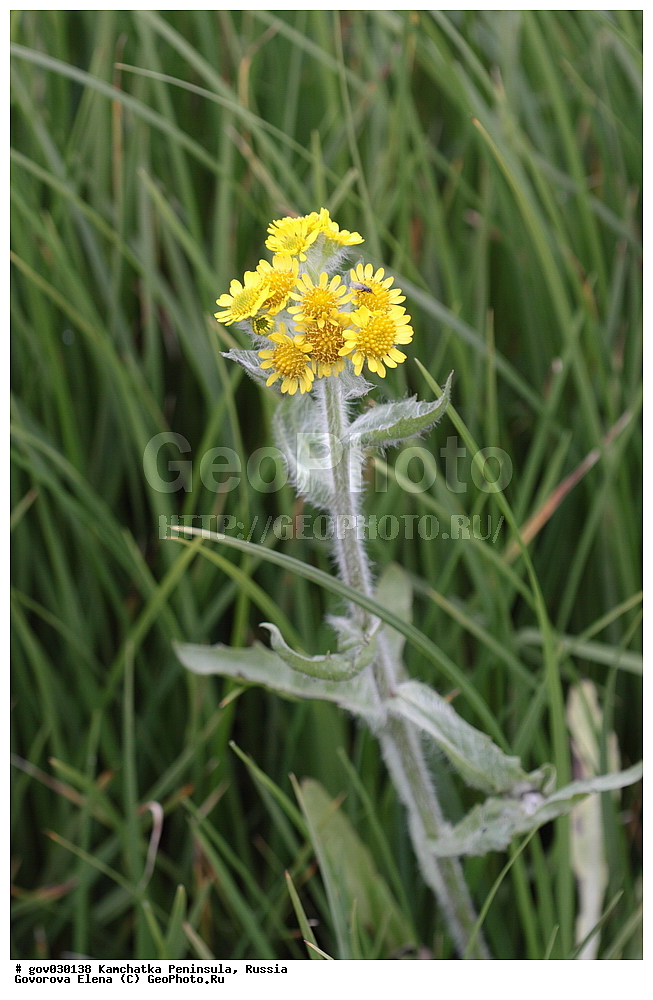  ���������� ��������, ���������� ����, ��������� ����������, ������, ������ ��������, �����, ���������� ��������, ������������ ��������, ������������ ��������, ������, �����, XYZ, ��������, �������������, Asteraceae, Compositae, ��������� ��������, ���������� �����������, ���������� ��������, ���������� ���������, Tephroseris palustris, Cineraria congesta, Othonna palustris, Senecio arcticus, Senecio congestus, Senecio congestus ssp. palustris, Senecio palustris, Senecio tubicaulis, Tephroseris palustris ssp. congesta