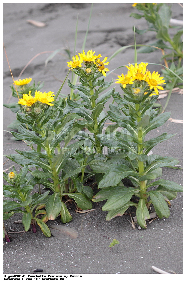 ���������� ��������, ���������� ����, ��������� ����������, ������, ������ ��������, �����, ���������� ��������, ������������ ��������, ������������ ��������, ������, �����, XYZ, ��������, �������������, Asteraceae, Compositae, ���������� ��������������, ���������� ������������, Senecio pseudoarnica, Senecio pseudo-arnica, Arnica maritima