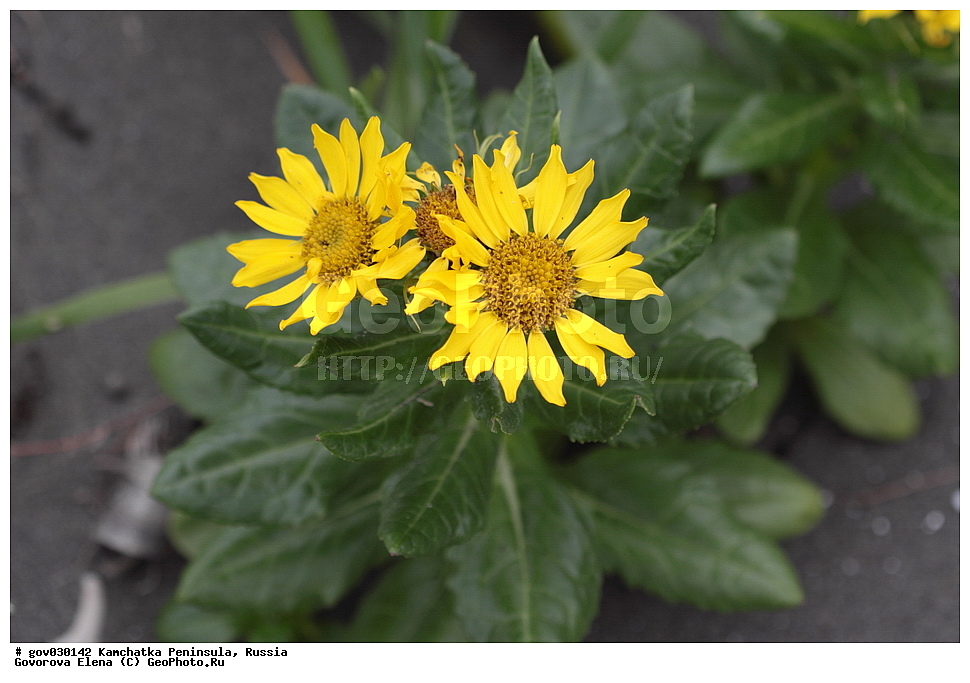 ���������� ��������, ���������� ����, ��������� ����������, ������, ������ ��������, �����, ���������� ��������, ������������ ��������, ������������ ��������, ������, �����, XYZ, ��������, �������������, Asteraceae, Compositae, ���������� ��������������, ���������� ������������, Senecio pseudoarnica, Senecio pseudo-arnica, Arnica maritima