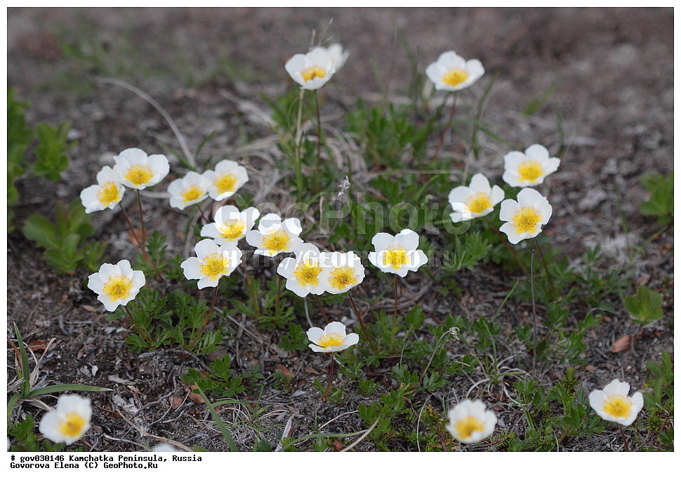 ���������� ��������, ���������� ����, ��������� ����������, ������, ������ ��������, �����, ���������� ��������, ������������ ��������, ������������ ��������, ������, �����, XYZ, ������������, �������, �����������, Rosaceae, �������� �����, �������� ���������, Sieversia pusilla