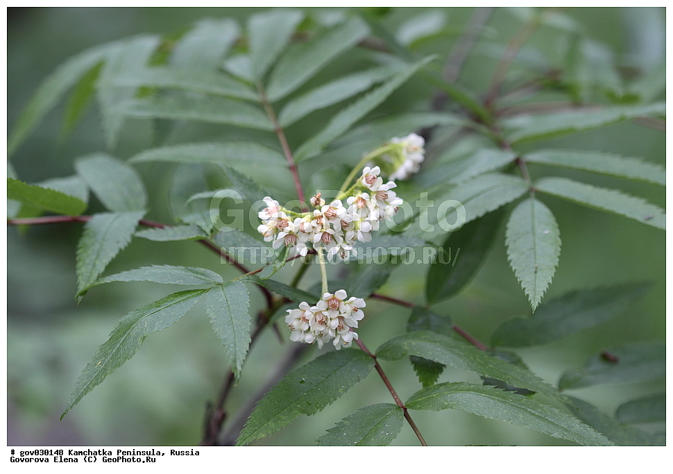  ���������� ��������, ���������� ����, ��������� ����������, ������, ������ ��������, �����, ���������� ��������, ������������ ��������, ������������ ��������, ������, �����, XYZ, ������������, �������, �����������, Rosaceae, ������ �������������, ������ ��������, Sorbus sambucifolia, Sorbus schneideriana