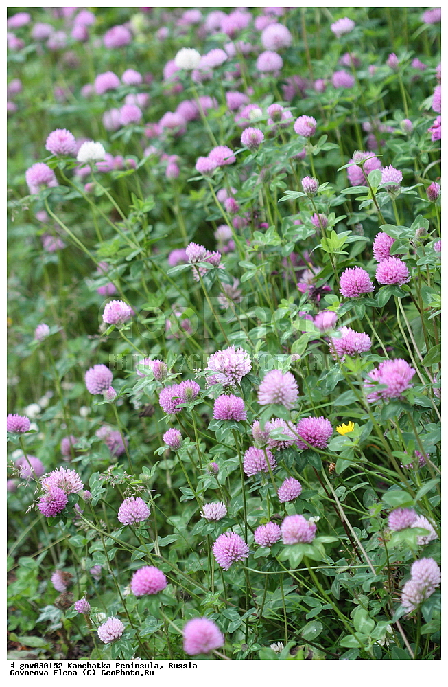 ���������� ��������, ���������� ����, ��������� ����������, ������, ������ ��������, �����, ���������� ��������, ������������ ��������, ������������ ��������, ������, �����, XYZ, �������, �����������, Fabaceae, Fabaceae, Leguminosae, Papilionaceae, ������ �������, ������ �������, Trifolium pratense, Trifolium ucrainicum