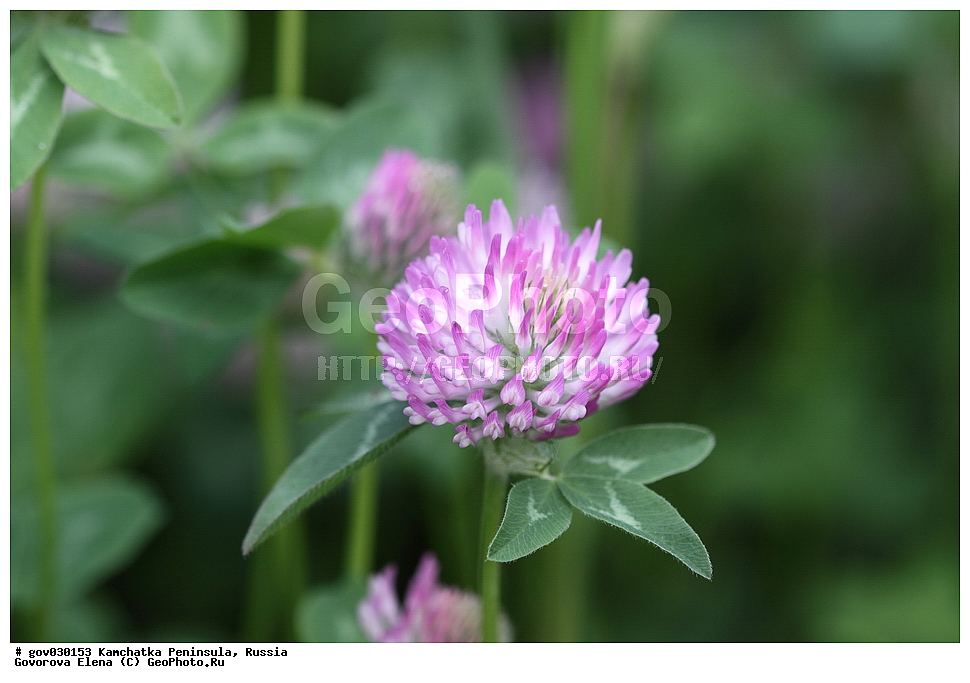 ���������� ��������, ���������� ����, ��������� ����������, ������, ������ ��������, �����, ���������� ��������, ������������ ��������, ������������ ��������, ������, �����, XYZ, �������, �����������, Fabaceae, Fabaceae, Leguminosae, Papilionaceae, ������ �������, ������ �������, Trifolium pratense, Trifolium ucrainicum