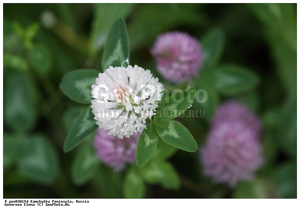 ���������� ��������, ���������� ����, ��������� ����������, ������, ������ ��������, �����, ���������� ��������, ������������ ��������, ������������ ��������, ������, �����, XYZ, �������, �����������, Fabaceae, Fabaceae, Leguminosae, Papilionaceae, ������ �������, ������ �������, Trifolium pratense, Trifolium ucrainicum