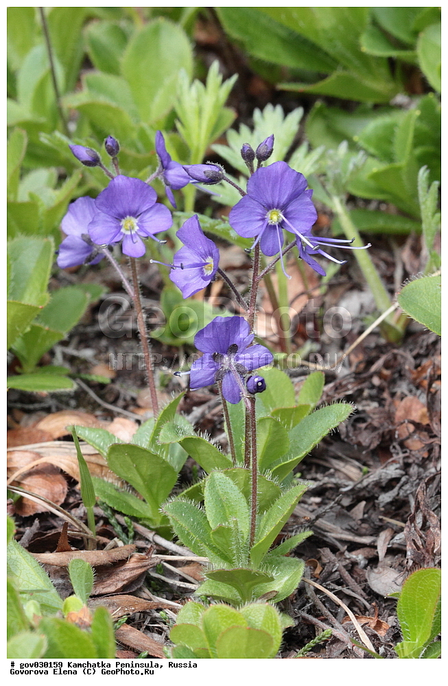 ���������� ��������, ���������� ����, ��������� ����������, ������, ������ ��������, �����, ���������� ��������, ������������ ��������, ������������ ��������, ������, �����, XYZ, ������������, Scrophulariaceae, ��������������, Plantaginaceae, �������� ���������������, Veronica grandiflora