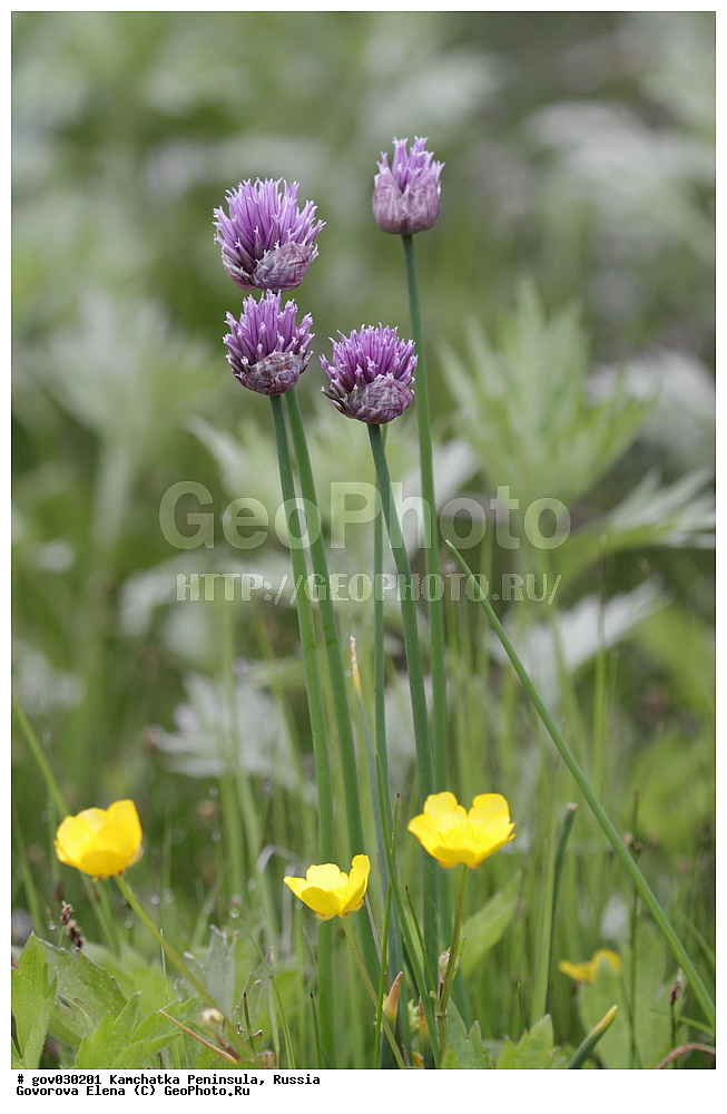 ���������� ��������, ���������� ����, ��������� ���� ��������, ������, ������ ��������, �����, ���������� ��������, ������������ ��������, ������������ ��������, ������, �����, XYZ, �������, Alliaceae, �������������, Amaryllidaceae, ��� �������, �����-���, ���-�������, ���-�������, ��� �����, Allium schoenoprasum