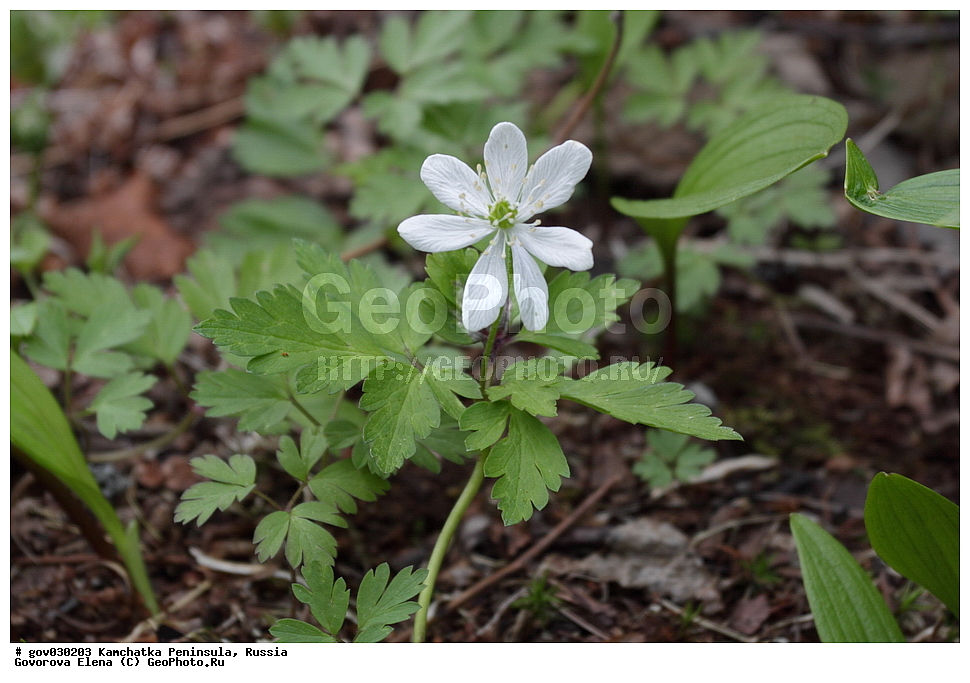 ���������� ��������, ���������� ����, ��������� ���� ��������, ������, ������ ��������, �����, ���������� ��������, ������������ ��������, ������������ ��������, ������, �����, XYZ, ���������, Ranunculaceae, ��������� ��������, ������� ��������, ����������� ��������, ���������� ��������, ����������� ��������, Anemone amurensis, Anemone nemorosa ssp. amurensis, Anemone nemorosa var. fissa, Anemonoides amurensis