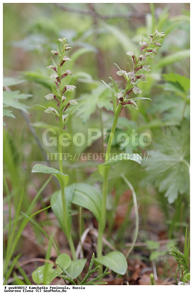 ���������� ��������, ���������� ����, ��������� ���� ��������, ������, ������ ��������, �����, ���������� ��������, ������������ ��������, ������������ ��������, ������, �����, XYZ, ��������, ������������, �������, Orchidaceae, ������������� ������, Coeloglossum viride, Coeloglossum bracteatum, Coeloglossum viride ssp. bracteatum, Dactylorhiza viridis